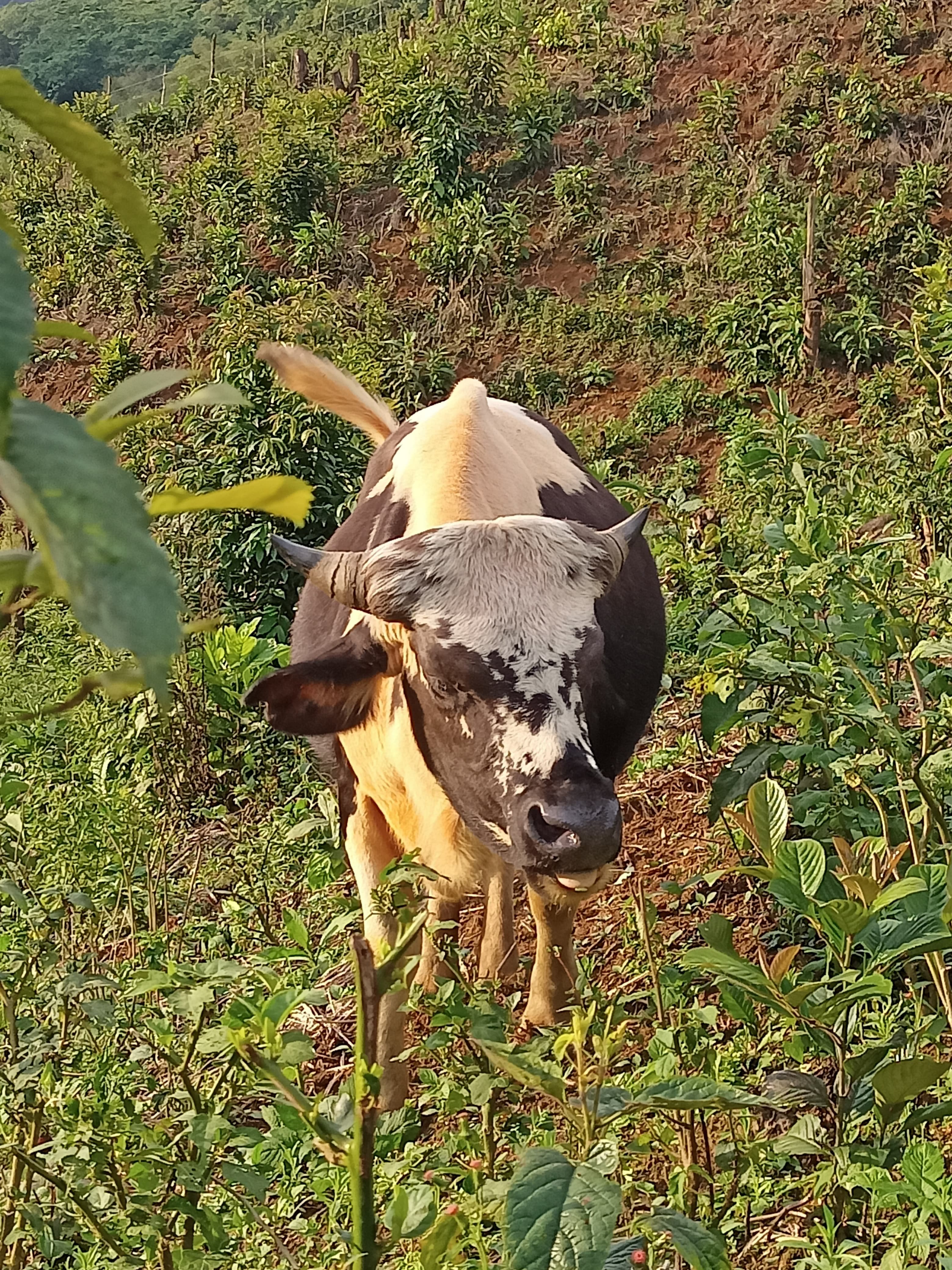 Mithun